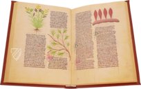 Faszination Heilpflanzen – Imago – Est. 28 = alfa M. 5. 9 – Biblioteca Estense Universitaria (Modena, Italien)