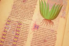 Faszination Heilpflanzen – Imago – Est. 28 = alfa M. 5. 9 – Biblioteca Estense Universitaria (Modena, Italien)