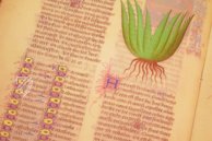 Faszination Heilpflanzen – Imago – Est. 28 = alfa M. 5. 9 – Biblioteca Estense Universitaria (Modena, Italien)