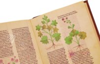 Faszination Heilpflanzen – Imago – Est. 28 = alfa M. 5. 9 – Biblioteca Estense Universitaria (Modena, Italien)