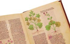 Faszination Heilpflanzen – Imago – Est. 28 = alfa M. 5. 9 – Biblioteca Estense Universitaria (Modena, Italien)