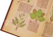 Faszination Heilpflanzen – Imago – Est. 28 = alfa M. 5. 9 – Biblioteca Estense Universitaria (Modena, Italien)