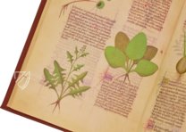 Faszination Heilpflanzen – Imago – Est. 28 = alfa M. 5. 9 – Biblioteca Estense Universitaria (Modena, Italien)