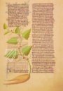 Faszination Heilpflanzen – Imago – Est. 28 = alfa M. 5. 9 – Biblioteca Estense Universitaria (Modena, Italien)