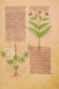 Faszination Heilpflanzen – Imago – Est. 28 = alfa M. 5. 9 – Biblioteca Estense Universitaria (Modena, Italien)