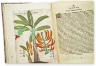 Flora Sinensis – 412 – Biblioteka Kórnicka (Kórnik, Polen) Faksimile