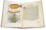 Flora Sinensis – Orbis Pictus – 412 – Biblioteka Kórnicka (Kórnik, Polen)