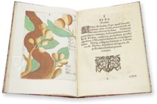 Flora Sinensis – Orbis Pictus – 412 – Biblioteka Kórnicka (Kórnik, Polen)