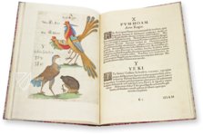 Flora Sinensis – Orbis Pictus – 412 – Biblioteka Kórnicka (Kórnik, Polen)