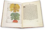 Flora Sinensis – Orbis Pictus – 412 – Biblioteka Kórnicka (Kórnik, Polen)