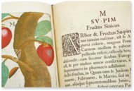 Flora Sinensis – Orbis Pictus – 412 – Biblioteka Kórnicka (Kórnik, Polen)