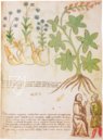 Geheimnisse der Medizin – Imago – Codice Redi 165 – Biblioteca Medicea Laurenziana (Florenz, Italien) Faksimile