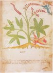 Geheimnisse der Medizin – Imago – Codice Redi 165 – Biblioteca Medicea Laurenziana (Florenz, Italien) Faksimile