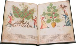 Geheimnisse der Medizin – Imago – Codice Redi 165 – Biblioteca Medicea Laurenziana (Florenz, Italien)