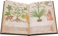 Geheimnisse der Medizin – Imago – Codice Redi 165 – Biblioteca Medicea Laurenziana (Florenz, Italien)