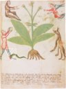 Geheimnisse der Medizin – Imago – Codice Redi 165 – Biblioteca Medicea Laurenziana (Florenz, Italien)