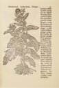 Geschichte der Pflanzen mit griechischen und lateinischen Namen – B/198 – Biblioteca Histórico Médica de la Universidad de València (Valencia, Spanien) Faksimile
