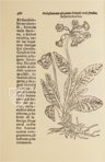 Geschichte der Pflanzen mit griechischen und lateinischen Namen – B/198 – Biblioteca Histórico Médica de la Universidad de València (Valencia, Spanien) Faksimile