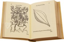 Geschichte über die Medizin des östlichen Indiens – Vicent Garcia Editores – E/268 – Biblioteca Historicomèdica de la Universitat de València (Valencia, Spanien) Geschichte über die Medizin des östlichen Indiens – Vicent Garcia Editores – E/268 – Biblioteca Historicomèdica de la Universitat de València (Valencia, Spanien)