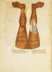 Göttliche Komödie - Codex Altonensis – Gebr. Mann Verlag – Bibliothek des Gymnasiums Christaneum (Hamburg, Deutschland)