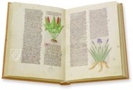 Herbolaire Estense – Est. 28 = alfa M. 5. 9 – Biblioteca Estense Universitaria (Modena, Italien) Faksimile