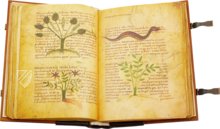 Herbolarium et Materia Medica – AyN Ediciones – ms. 296 – Biblioteca Statale di Lucca (Lucca, Italien)