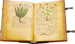 Herbolarium et Materia Medica – AyN Ediciones – ms. 296 – Biblioteca Statale di Lucca (Lucca, Italien)