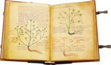 Herbolarium et Materia Medica – AyN Ediciones – ms. 296 – Biblioteca Statale di Lucca (Lucca, Italien)