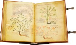 Herbolarium et Materia Medica – AyN Ediciones – ms. 296 – Biblioteca Statale di Lucca (Lucca, Italien)