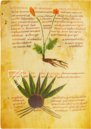 Herbolarium et Materia Medica – AyN Ediciones – ms. 296 – Biblioteca Statale di Lucca (Lucca, Italien)