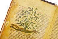 Herbolarium et Materia Medica – ms. 296 – Biblioteca Statale di Lucca (Lucca, Italien) Faksimile