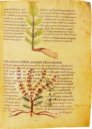 Herbolarium et Materia Medica – ms. 296 – Biblioteca Statale di Lucca (Lucca, Italien) Faksimile