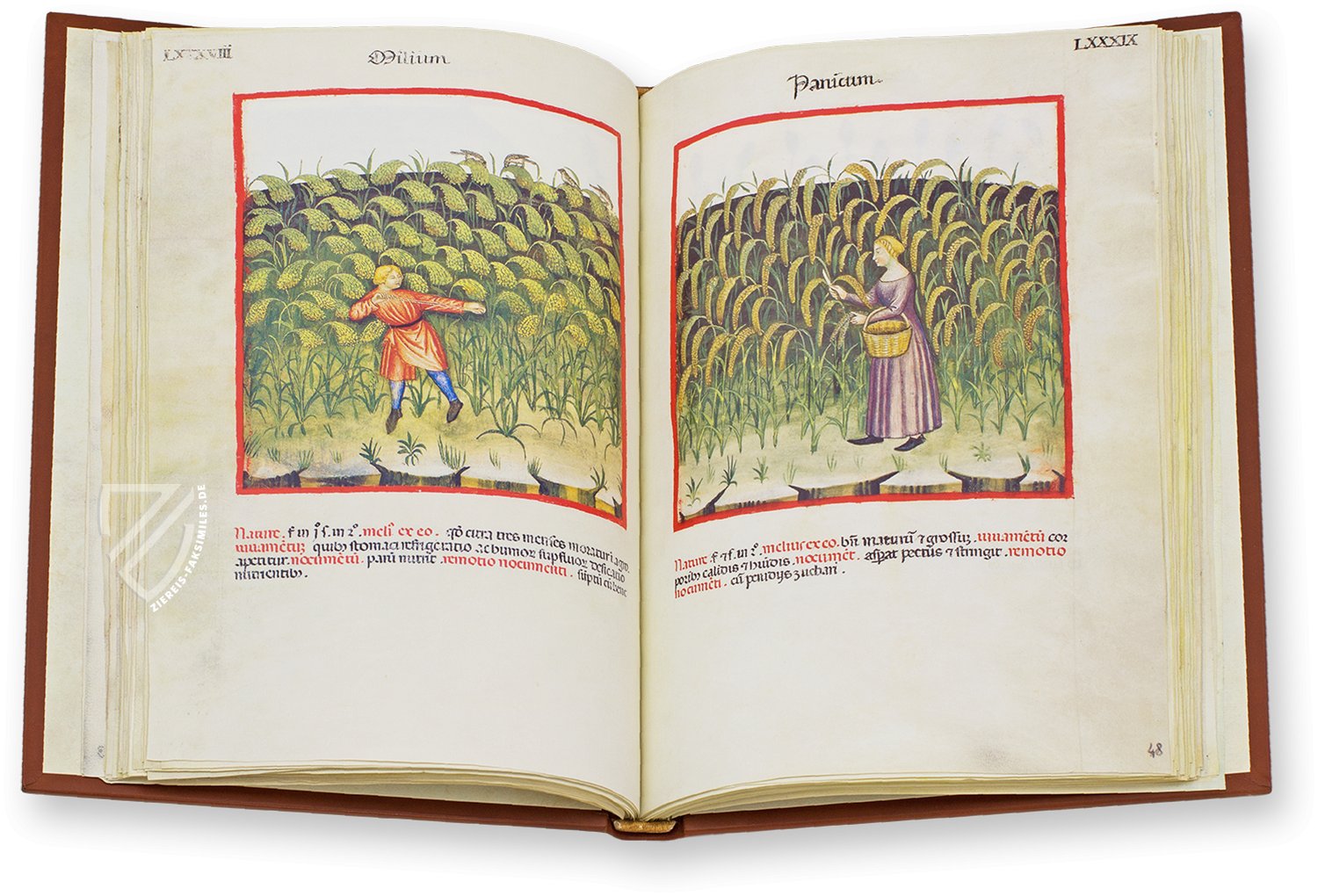 Hirse (milium) und Kolbenhirse (panicum) im Theatrum Sanitatis