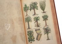 Historia Naturalis: De Arboribus et Fructicibus – Privatsammlung Faksimile