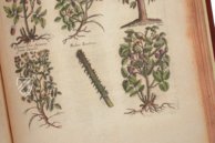 Historia Naturalis: De Arboribus et Fructicibus – Siloé, arte y bibliofilia – Privatsammlung