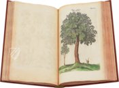 Historia Naturalis: De Arboribus et Fructicibus – Siloé, arte y bibliofilia – Privatsammlung