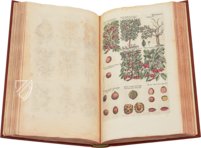 Historia Naturalis: De Arboribus et Fructicibus – Siloé, arte y bibliofilia – Privatsammlung