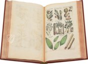 Historia Naturalis: De Arboribus et Fructicibus – Siloé, arte y bibliofilia – Privatsammlung