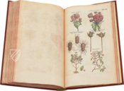 Historia Naturalis: De Arboribus et Fructicibus – Siloé, arte y bibliofilia – Privatsammlung
