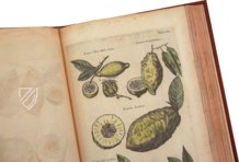 Historia Naturalis: De Arboribus et Fructicibus – Siloé, arte y bibliofilia – Privatsammlung