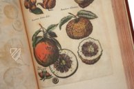 Historia Naturalis: De Arboribus et Fructicibus – Siloé, arte y bibliofilia – Privatsammlung