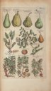 Historia Naturalis: De Arboribus et Fructicibus – Siloé, arte y bibliofilia – Privatsammlung