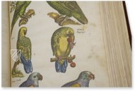 Historia Naturalis: De Avibus – Privatsammlung Faksimile