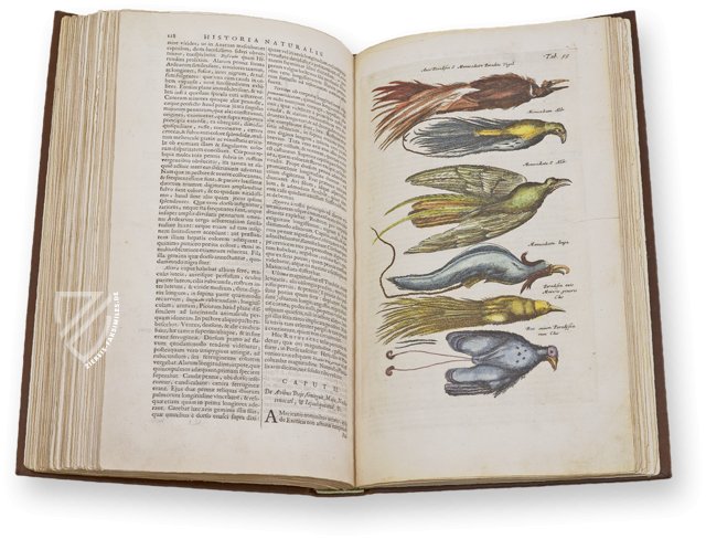 Historia Naturalis: De Avibus – Siloé, arte y bibliofilia – Privatsammlung