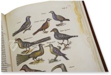 Historia Naturalis: De Avibus – Siloé, arte y bibliofilia – Privatsammlung