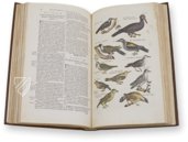 Historia Naturalis: De Avibus – Siloé, arte y bibliofilia – Privatsammlung