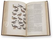 Historia Naturalis: De Avibus – Siloé, arte y bibliofilia – Privatsammlung