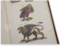 Historia Naturalis: De Avibus – Siloé, arte y bibliofilia – Privatsammlung