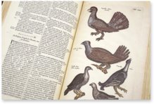 Historia Naturalis: De Avibus – Siloé, arte y bibliofilia – Privatsammlung