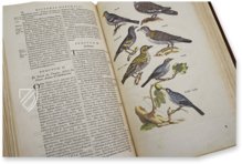 Historia Naturalis: De Avibus – Siloé, arte y bibliofilia – Privatsammlung